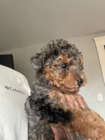 Merle phantom , a female Poodle - Toy  for sale in Cranston, RI – 1 of 2