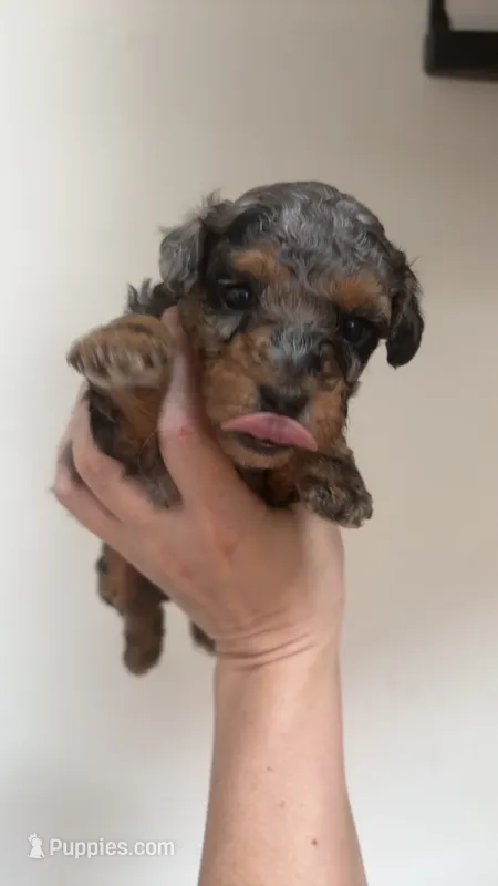 Gunna – Poodle - Toy  puppy for sale in Cranston, RI