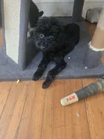 Sarah akc, a female Poodle - Toy  for sale in Cranston, RI – 3 of 3