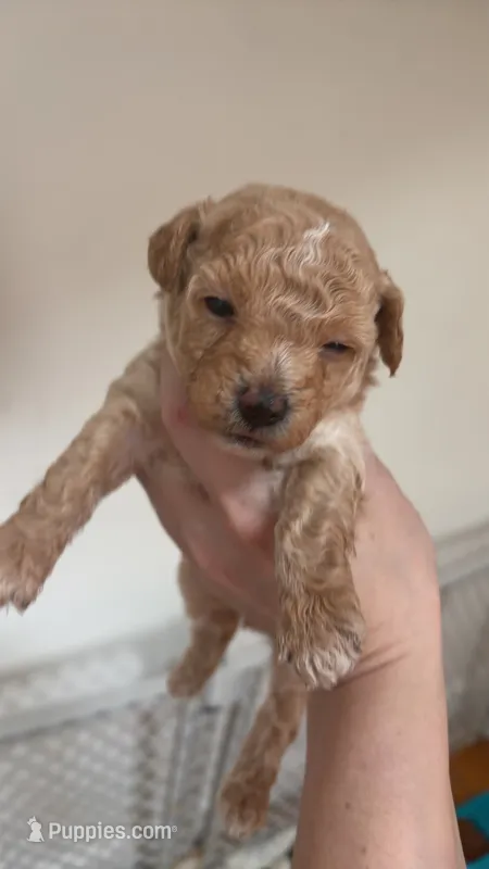 Mike – Poodle - Toy  puppy for sale in Cranston, RI