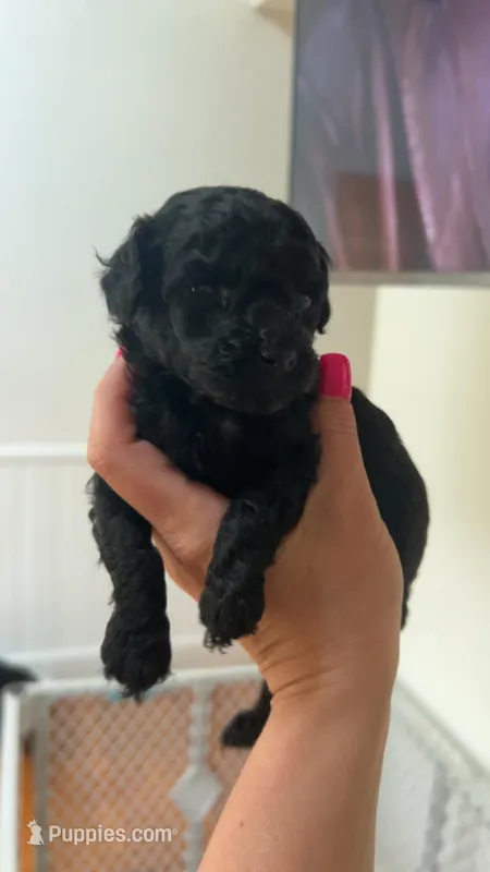 Sarah akc, a female Poodle - Toy  for sale in Cranston, RI – Photo 1 of 1