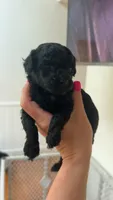 Sarah akc, a female Poodle - Toy  for sale in Cranston, RI – 1 of 1