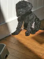 Sarah akc, a female Poodle - Toy  for sale in Cranston, RI – 3 of 3