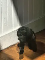 Sarah akc, a female Poodle - Toy  for sale in Cranston, RI – 2 of 3