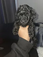 Blayne Akc, a male Poodle - Toy  for sale in Cranston, RI – Photo 2 of 3