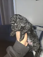 Blayne Akc, a male Poodle - Toy  for sale in Cranston, RI – Photo 3 of 3