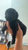 Troy, a male Poodle - Toy  for sale in Cranston, RI – 1 of 1