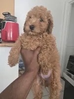 Teddy akc, a male Poodle - Toy  for sale in Cranston, RI – 3 of 3
