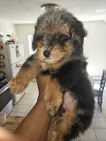 Gunna ckc, a male Poodle - Toy  for sale in Cranston, RI – 3 of 5