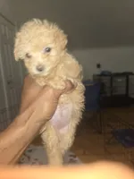 Red, a female Poodle - Toy  for sale in Cranston, RI – 2 of 3