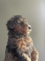Merle phantom , a female Poodle - Toy  for sale in Cranston, RI – 2 of 2