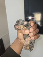 Merle phantom ckc, a male Poodle - Toy  for sale in Cranston, RI – Photo 2 of 2