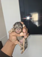 Merle phantom ckc, a male Poodle - Toy  for sale in Cranston, RI – Photo 1 of 2