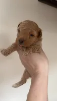 Red, a female Poodle - Toy  for sale in Cranston, RI – 1 of 1