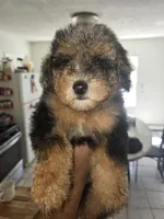 Gunna ckc, a male Poodle - Toy  for sale in Cranston, RI – 2 of 5
