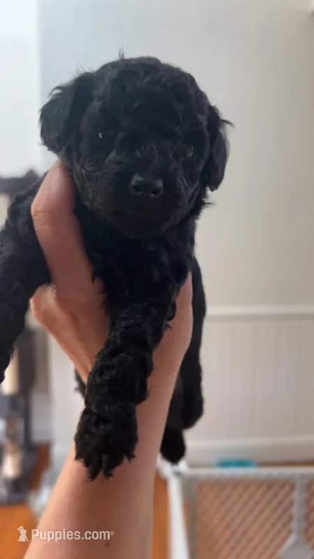 Banks akc – Poodle - Toy  puppy for sale in Cranston, RI