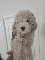 Benji akc, a male Poodle - Toy  for sale in Cranston, RI – 2 of 2
