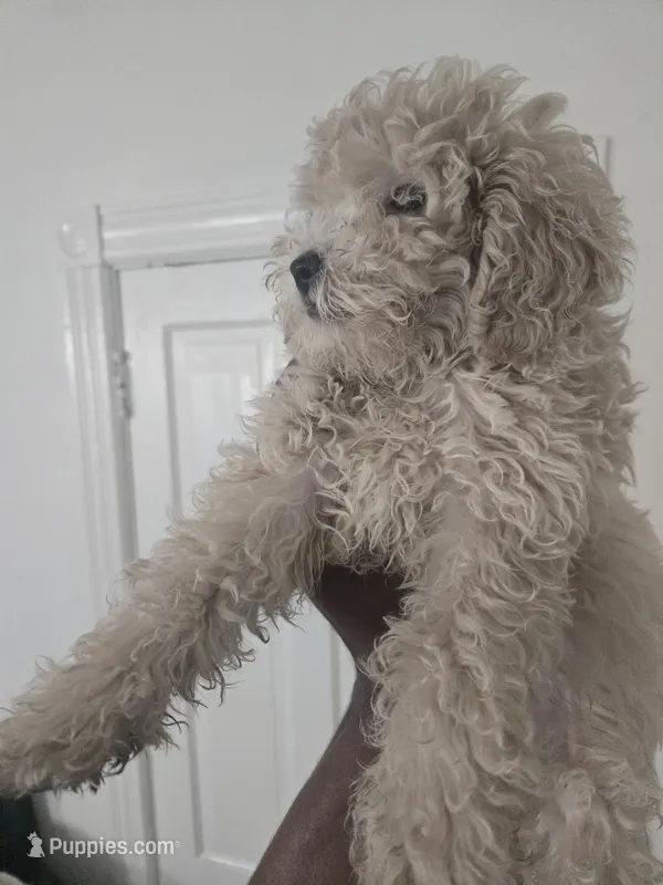 Benji akc, a male Poodle - Toy  for sale in Cranston, RI – 1 of 2