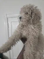 Benji akc, a male Poodle - Toy  for sale in Cranston, RI – 1 of 2