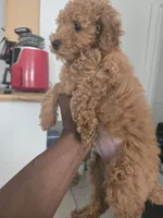 Teddy akc, a male Poodle - Toy  for sale in Cranston, RI – 2 of 3