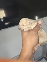 processed/c67895c5-8129-4a78-9aac-6be5f2cf69d0/listing/b2dd2ea5-8ff9-456c-ab12-7c99459a11bc/1c371678-fcf8-4b0d-89c0-0aa41137022a