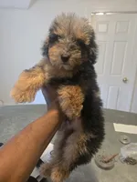 Gunna ckc, a male Poodle - Toy  for sale in Cranston, RI – 5 of 5