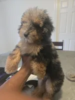 Gunna ckc, a male Poodle - Toy  for sale in Cranston, RI – 4 of 5