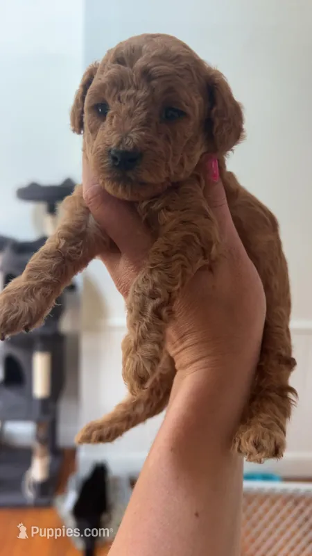 Teddy akc, a male Poodle - Toy  for sale in Cranston, RI – Photo 1 of 1