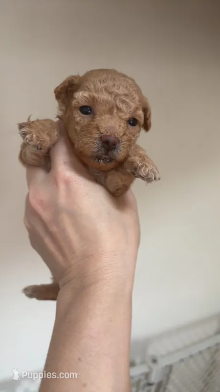 Troy – Poodle - Toy  puppy for sale in Cranston, RI