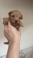 Troy, a male Poodle - Toy  for sale in Cranston, RI – 1 of 1