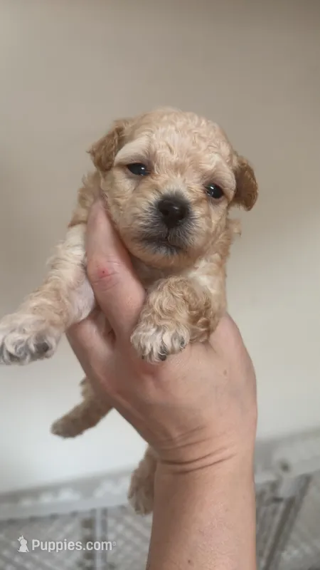 Sasha – Poodle - Toy  puppy on hold in Cranston, RI