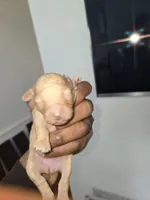 Shawna, a female Poodle - Toy  for sale in Cranston, RI – Photo 2 of 2