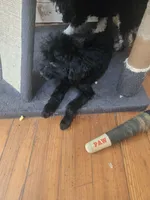 Sarah akc, a female Poodle - Toy  for sale in Cranston, RI – 2 of 3