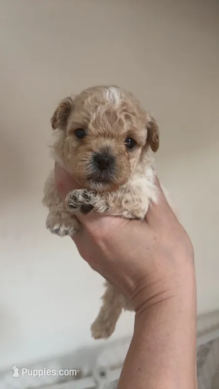 Spyke – Poodle - Toy  puppy for sale in Cranston, RI