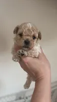 Spyke, a male Poodle - Toy  for sale in Cranston, RI – 1 of 1