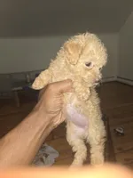 Red, a female Poodle - Toy  for sale in Cranston, RI – 3 of 3