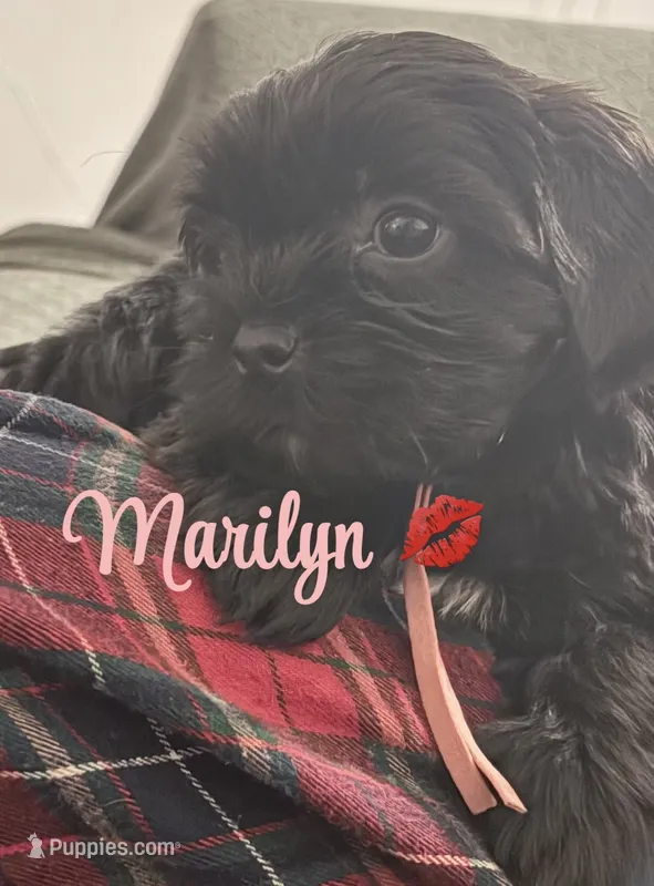 Marilyn  – Poodle - Toy , Shorkie puppy for sale in Keansburg, NJ