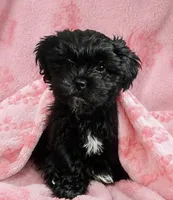 Marilyn , a female Poodle - Toy  and Shorkie for sale in Keansburg, NJ – 1 of 1