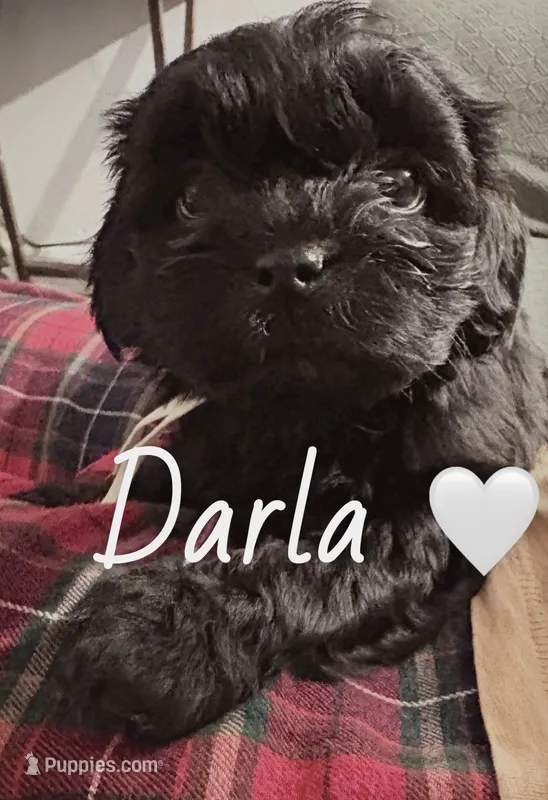Darla  – Poodle - Toy , Shorkie puppy for sale in Keansburg, NJ