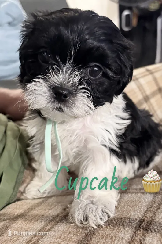 Cupcake  – Poodle - Toy , Shorkie puppy for sale in Keansburg, NJ