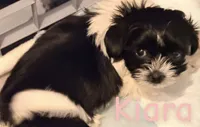 Kiara, a female Poodle - Toy  and Shorkie for sale in Keansburg, NJ – 1 of 1