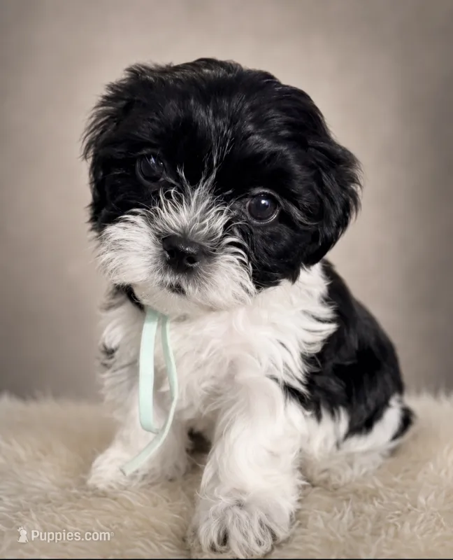Darla  – Poodle - Toy , Shorkie puppy for sale in Keansburg, NJ