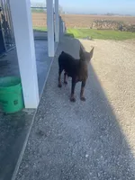Nova , a female Doberman Pinscher for sale in Milford, IN – 2 of 2