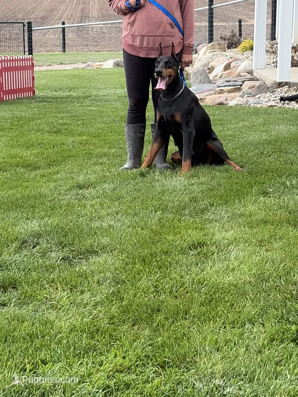 Under – Doberman Pinscher puppy for sale in Milford, IN