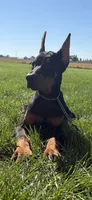 Lainey , a female Doberman Pinscher for sale in Milford, IN – 8 of 10