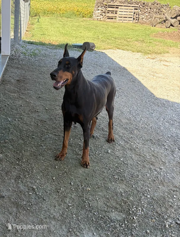 Under – Doberman Pinscher puppy for sale in Milford, IN