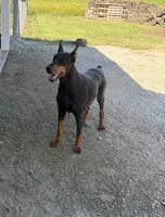 Under, a  Doberman Pinscher for sale in Milford, IN – 1 of 1