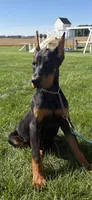 Lainey , a female Doberman Pinscher for sale in Milford, IN – 6 of 10