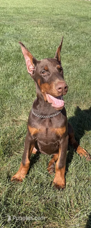Thunder  – Doberman Pinscher puppy for sale in Milford, IN