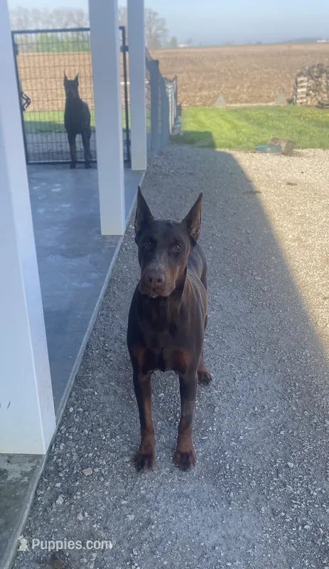 Nova  – Doberman Pinscher puppy for sale in Milford, IN